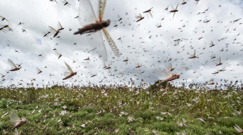 Locust attacks to continue in India till July, says UN body