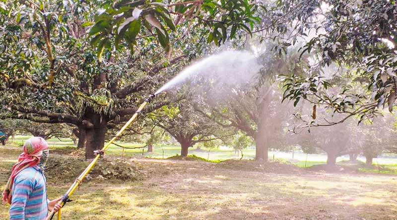 Due to weather mango cultivation damaged in Maldah
