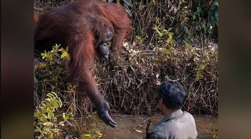 Incredible Moment An Orangutan Extends A Helping Hand To Man In River