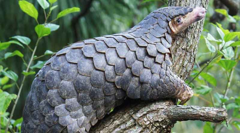 Did pangolins spread the China coronavirus, know the facts