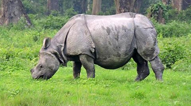 Elephant, rhino die in Jaldapara National Park, anthrax suspected