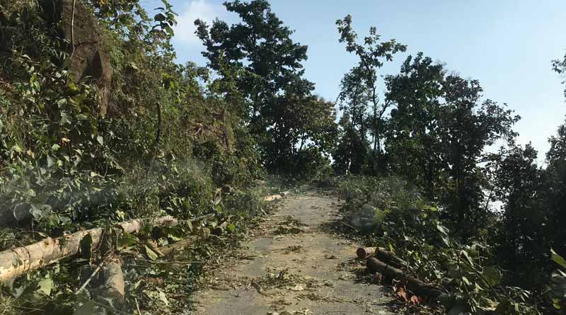 More than 1000 trees will be cut for Sikkim Road