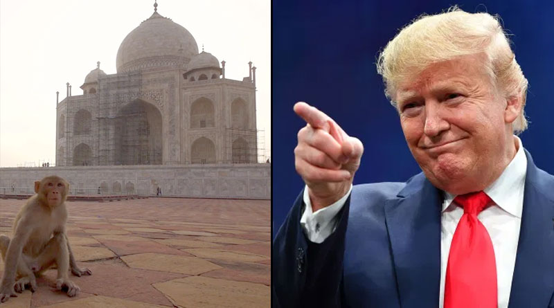 Five langurs added to Trump's security team for his Taj Mahal visit