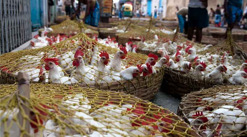 Coronavirus scare hits poultry business in Kolkata, sales dip