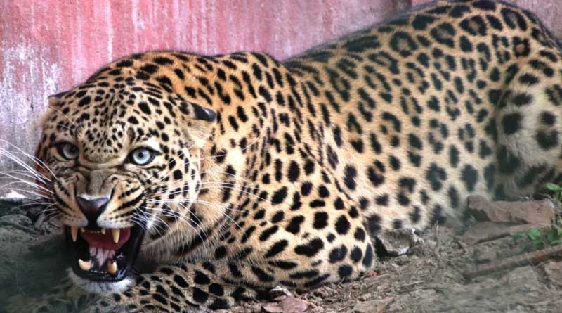 New guests in Ramanbagan Zoo,Burdwan will atract people