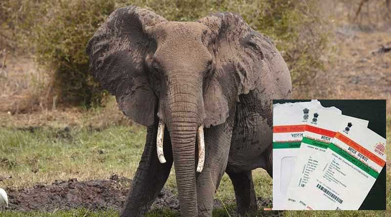 Elephant ate Aadhaar Card and Passbook at Jalpaiguri.