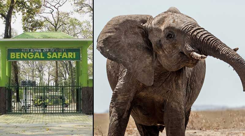 Elephant rushesd to mate with partner by breaking fences at Safari Park