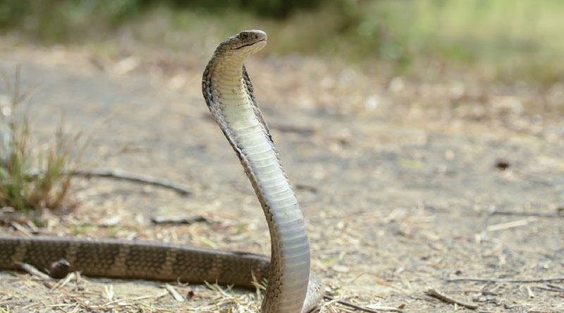 Snakes infiltrating homes in Bengal in search of prey