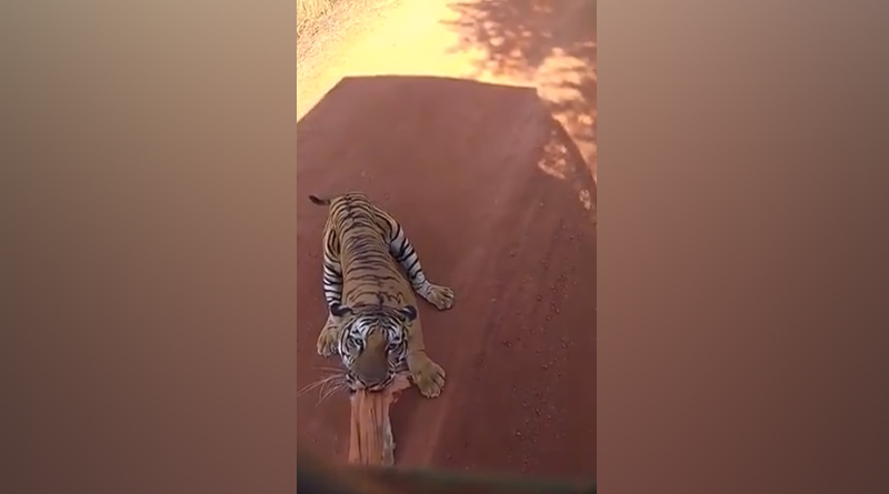Tiger Chases Bus On Jungle Safari In Chhattisgarh. Watch Terrifying Video