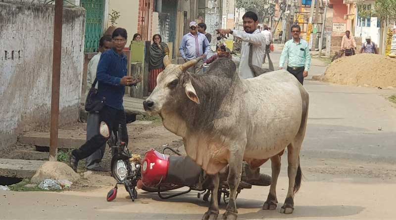 An ox rampaged on road of Katwa, died due to toxin