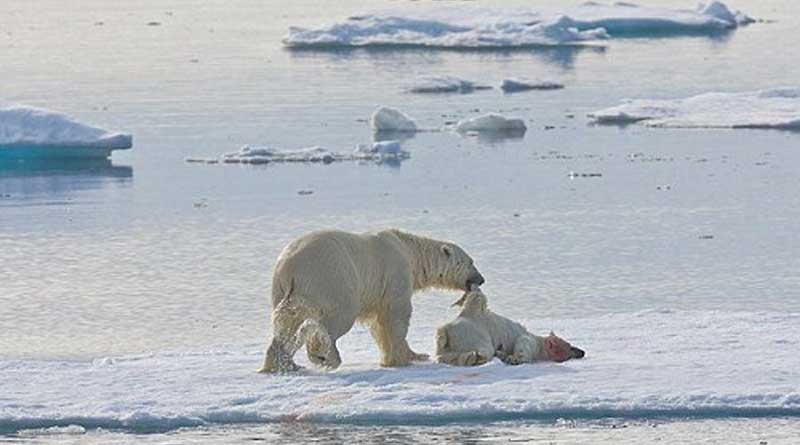 Polar bears forced to eat own children due to climate change
