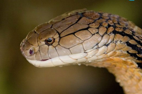 Snake bite: Oral medicine that can help patient to fight primarily developed, claims doctors of National Medical College