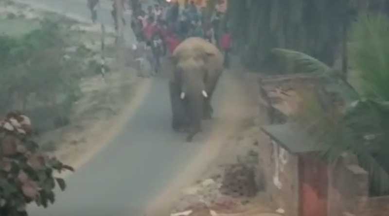 Elephant on National Highway in Bankura spreads fear among the residents