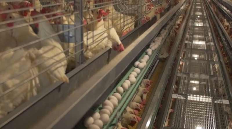 Chicken sale decline in India for CorornaVirus Fear