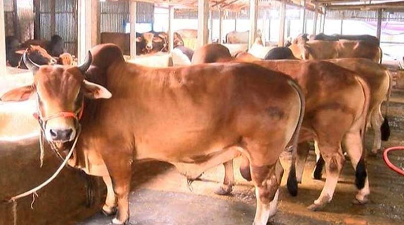 55-year-old man arrested for raping cow in Madhya Pradesh