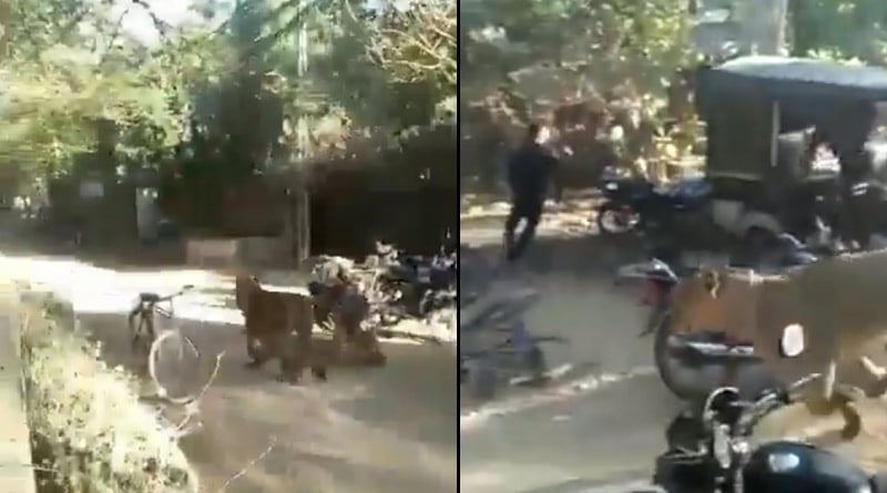 Lion enters in a villege of Gujarat, group of people got scared