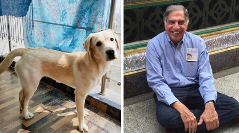 Ratan Tata posts emotional adoption appeal for 10-month-old dog