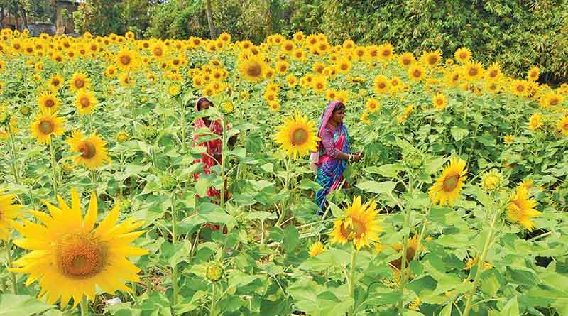 Sunflower cultivation under 100 days work project in Burdwan