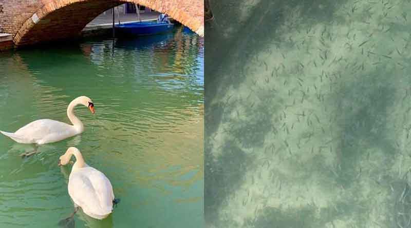 Venice canals are clear enough to see fish as coronavirus halts tourism