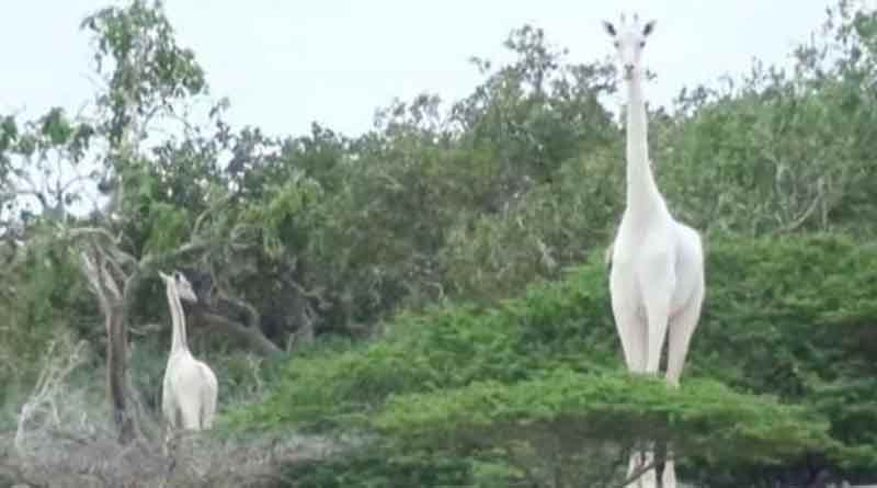 Poachers Kill The Only White Female Giraffe & Her Calf