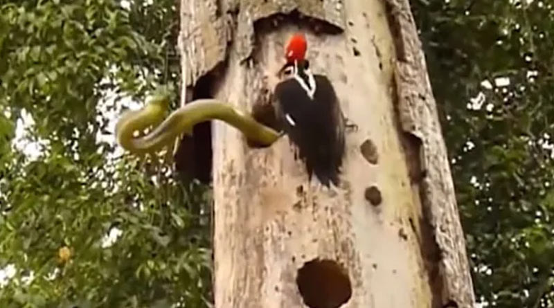 সন্তানকে বাঁচাতে ১০ ফুট লম্বা সাপের সঙ্গে লড়াই মা কাঠঠোকরার, ভাইরাল হাড়হিম করা ভিডিও
