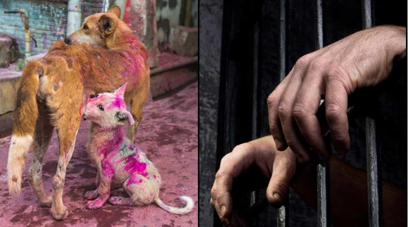 Authorities have announced Jail term for spraying dogs with colour this Holi