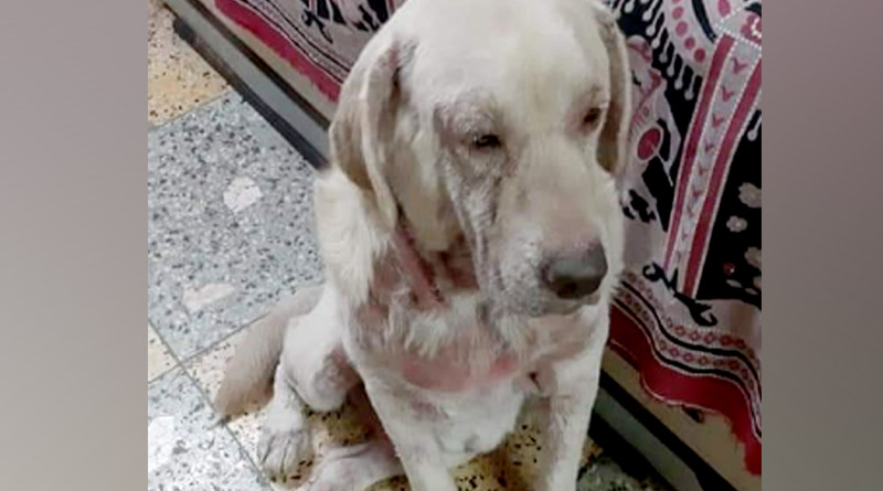 Dog lovers accused a couple for their negligence