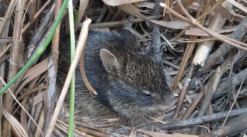 Hispid hare, a rare wild animal not found in Jaldapara after fire on last week