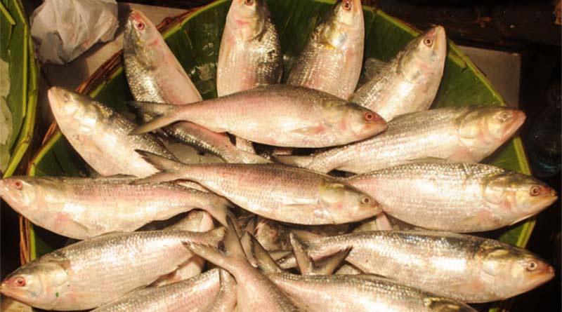 West bengal Govt launch an online fish market app
