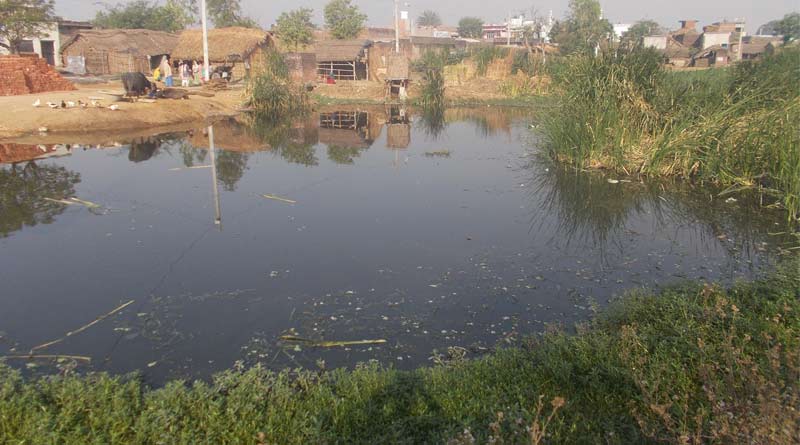 Epidemic hits fish farming in West Bengal's Balurghat