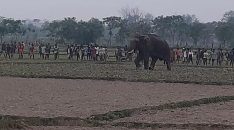 An elephant rampaged at Malbazar, people gatherd to see this amid lockdown