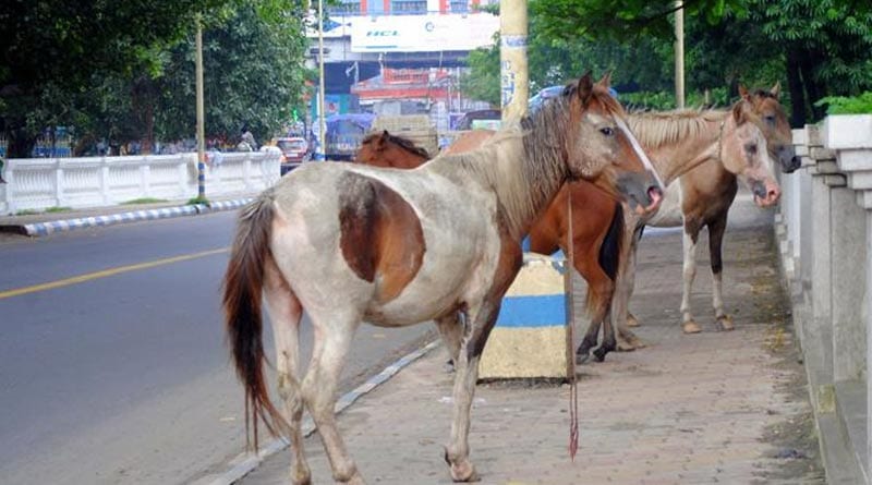 Kolkata mounted police comes to the rescue of starving Maidan horses