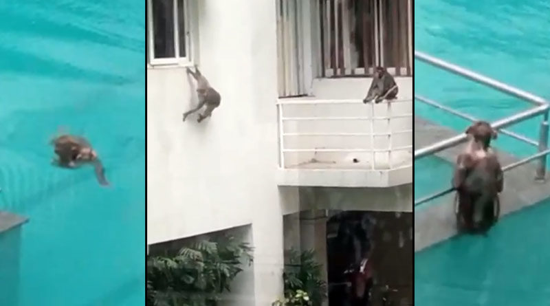লকডাউনে জনমানবশূন্য চতুর্দিক, ফাঁকা সময়ে পুল পার্টিতে মাতল ২ বাঁদর