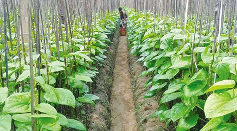 Lockdown spells doom for betel leaf cultivators in West Bengal