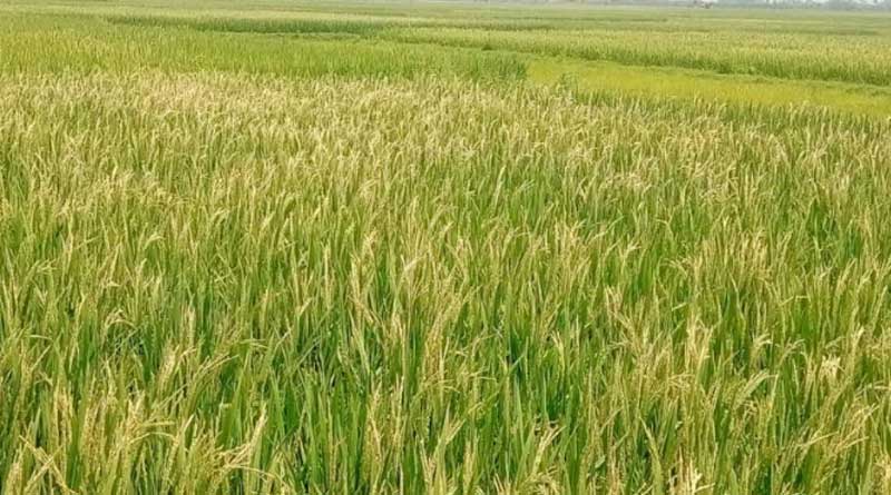 Burdwan's farmers requested to DM for helps paddy hervesting
