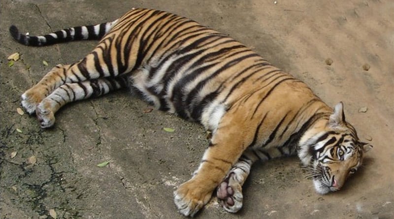 Tigress died in Delhi zoo, sent for Corona testing in Bareli