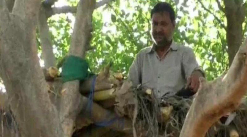 অভিনব সচেতনতা বার্তা, সামাজিক দূরত্ব বজায় রাখতে গাছের ডালেই দিনযাপন গৃহস্থের