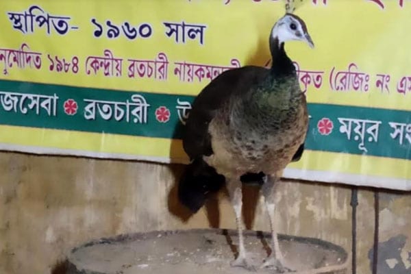 peacock