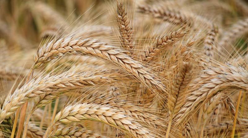 India ships 1.8 million wheat to battle food crisis। Sangbad Pratidin