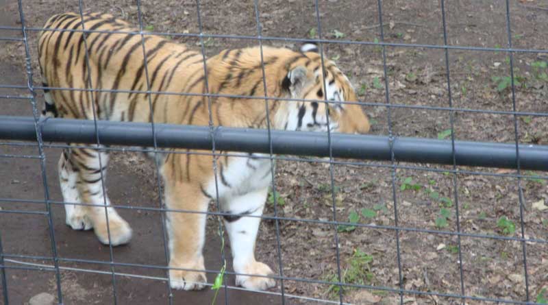 Captive animals are more prone to be infected than wild, say experts after NY Zoo's incident