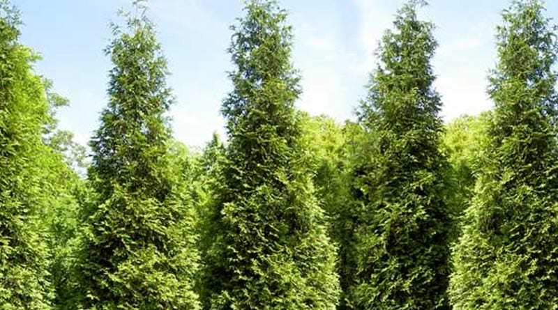 Conifer trees have the power of absorping sound according to new research