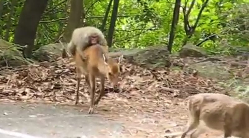 Monkey takes a ride on deer’s back. Adorable video wins the Internet