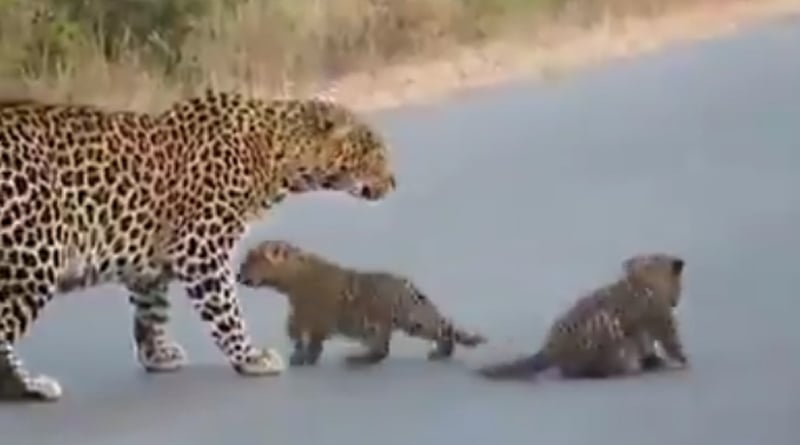 This viral video of leopard cubs will make you smile. Have you seen it?