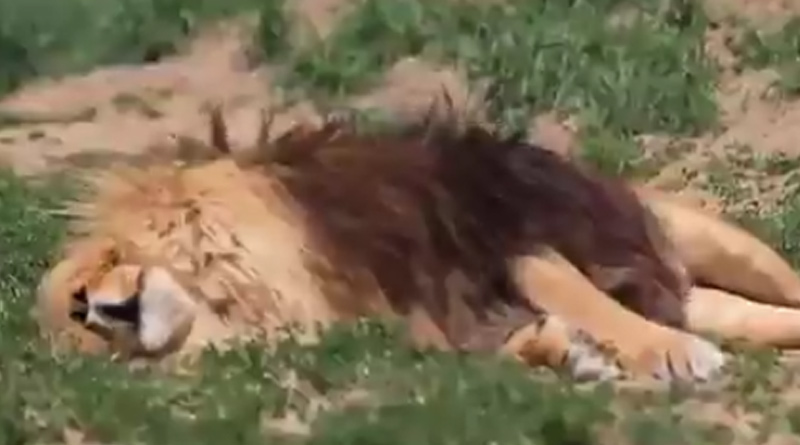 Do you know what a lion sounds like when he snores? Viral video