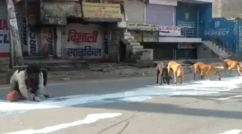 লকডাউনের করুণ চিত্র! রাস্তায় পড়ে থাকা দুধ ভাগ করে খেল সারমেয় ও ভবঘুরে