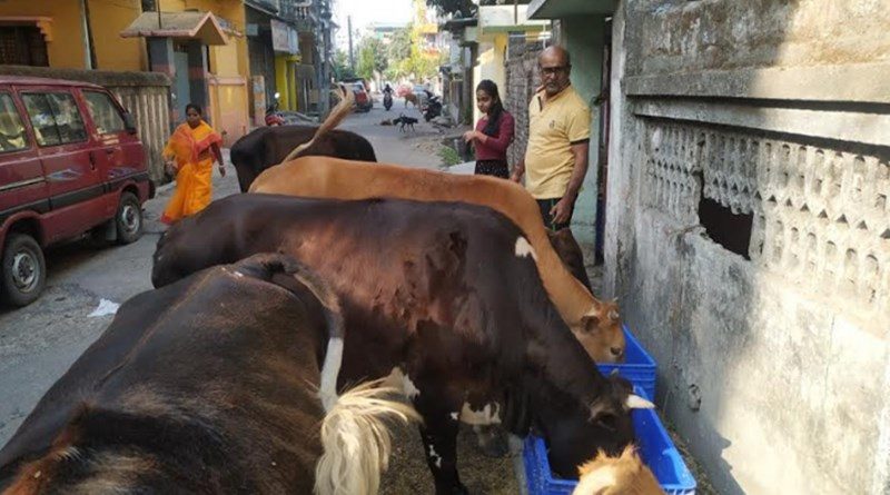 লকডাউনে অভুক্ত গবাদি পশু, খাবার পেয়ে সমাজকর্মীর বাড়ির সামনে ভিড়
