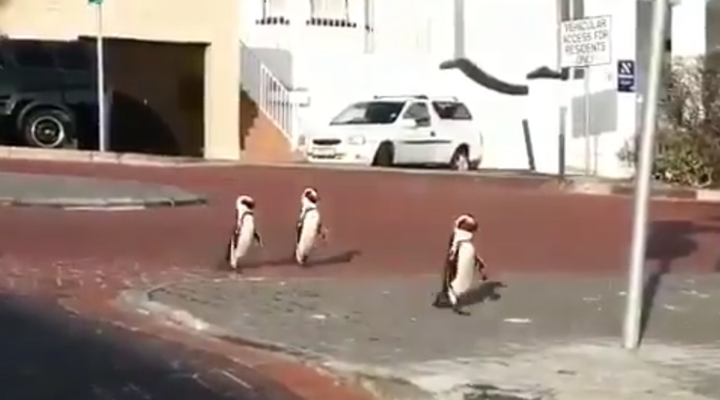 Video of penguins roaming freely on Cape Town street goes viral