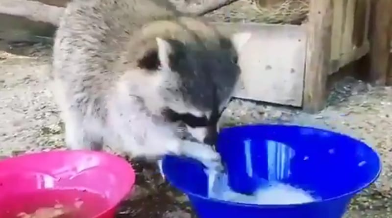 raccoon is washing hands goes viral, twitter calls it smarter than humans