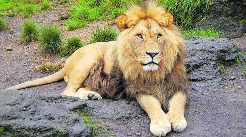Pride in danger: Babesiosis outbreak claims lives of 23 lions in Gujarat