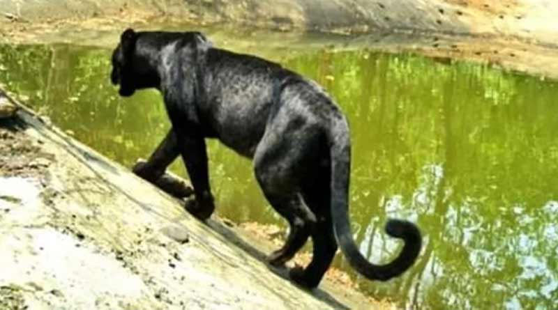গোয়ায় প্রথমবার দেখা মিলল ব্ল্যাক প্যান্থারের! ‘বাঘিরা’কে দেখে আপ্লুত নেটদুনিয়া